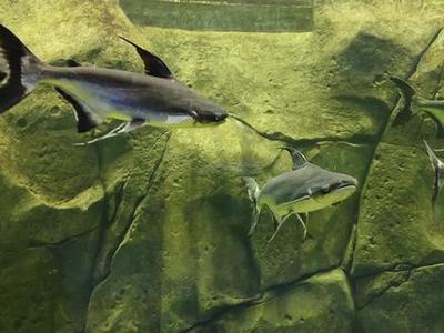 銀龍魚的適應溫度(銀龍魚的適應溫度和濕度)