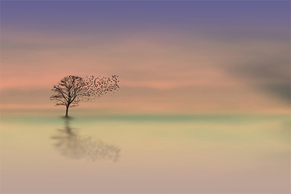 二手紅龍魚轉讓出售：——二手紅龍魚轉讓出售網站推薦 二手紅龍魚轉讓出售：——二手紅龍魚轉讓出售網站推薦 紅龍魚百科 第2張