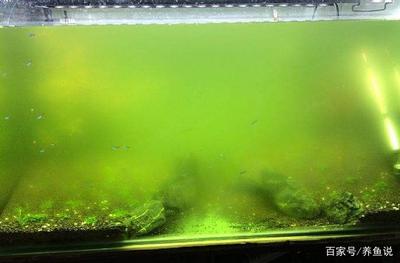龍魚需要多少度vs祥龍魚場：祥龍魚場口碑評價龍魚養殖常見問題祥龍魚場口碑評價
