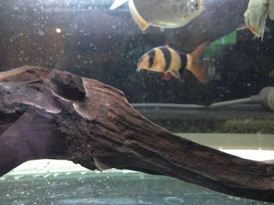 紅龍魚(yú)最喜歡吃什么：紅龍魚(yú)最喜歡吃的食物包括哪些？