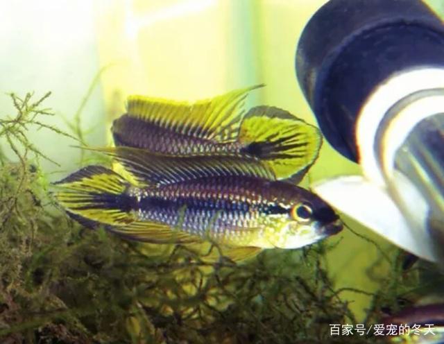 什么紅龍魚最好養殖方法：紅龍魚最佳養殖方法