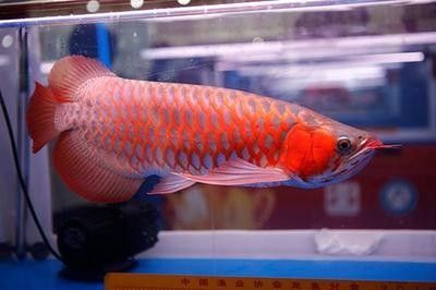 銀龍魚炸鱗怎么辦(銀龍魚炸鱗怎么治)