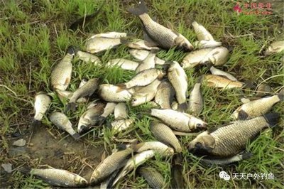 龍魚爛鱗怎么治vs祥龍魚場：龍魚爛鱗怎么治療