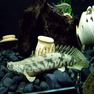 銀龍魚(yú)吃黃粉蟲(chóng)好嗎(雷龍魚(yú)吃黃粉蟲(chóng)嗎) 銀龍魚(yú)吃黃粉蟲(chóng)好嗎(雷龍魚(yú)吃黃粉蟲(chóng)嗎) 銀龍魚(yú)百科 第2張