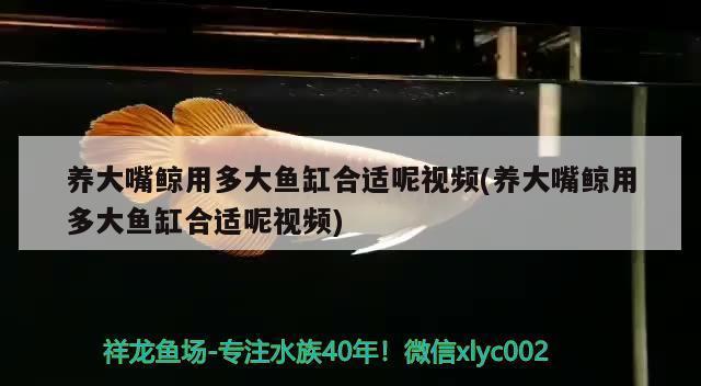礦泉水魚缸長青苔怎么處理視頻教學(礦泉水魚缸長青苔怎么處理視頻教學)