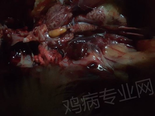 龍魚虎魚魟魚那句話怎么說(鰩魚怎么說) 龍魚虎魚魟魚那句話怎么說(鰩魚怎么說) 虎魚百科 第2張