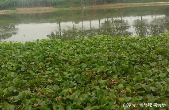 龍魚撞缸的風水說法是什么vs祥龍魚場：祥龍魚場：龍魚撞缸的風水學說