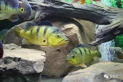 怎樣選擇魚缸加熱棒，高手請來！，博特加熱棒e3報警后怎么恢復