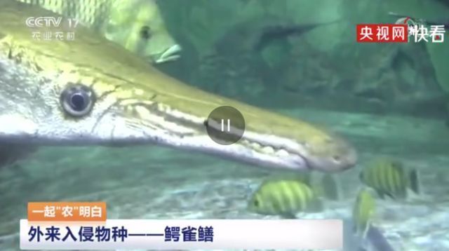豬鼻龜叫是什么原因(豬鼻龜還叫什么) 豬鼻龜叫是什么原因(豬鼻龜還叫什么) 豬鼻龜百科 第2張