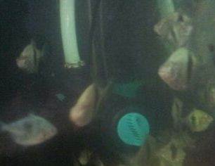 森森水族箱改滴流盒：森森水族箱改滴流盒步驟和注意事項