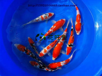 龍魚魚缸排行vs祥龍魚場：龍魚魚缸和祥龍魚場口碑評價龍魚飼養(yǎng)技巧分享