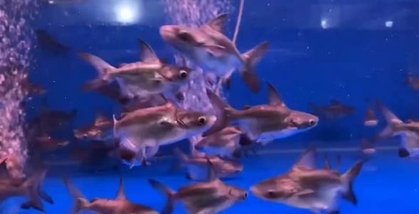 大魚缸除藻能力最強的魚：大魚缸中選擇除藻能力強的魚類可以幫助維護水質的清澈