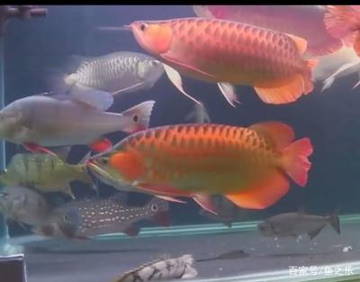 日本的鯉魚節(日本鯉魚節英文)