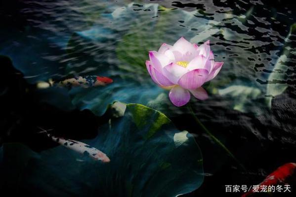 如何給龍魚做檢疫證明vs祥龍魚場：如何為龍魚制作檢疫證明