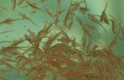 銀龍魚身上有白疙瘩怎么辦(銀龍魚身上起白泡)