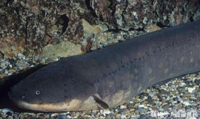 森森704B噪音大:森森704b過濾桶噪音大可能是由于以下幾個原因 森森魚缸 第2張 森森704B噪音大:森森704b過濾桶噪音大可能是由于以下幾個原因 森森704B噪音大:森森704b過濾桶噪音大可能是由于以下幾個原因 森森魚缸 第2張