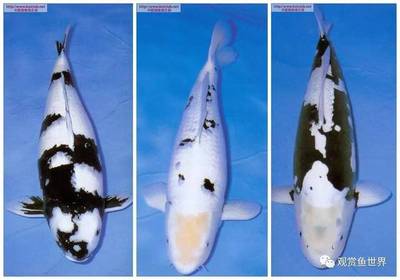 如何讓龍魚不打虎魚(如何讓虎魚不打架)