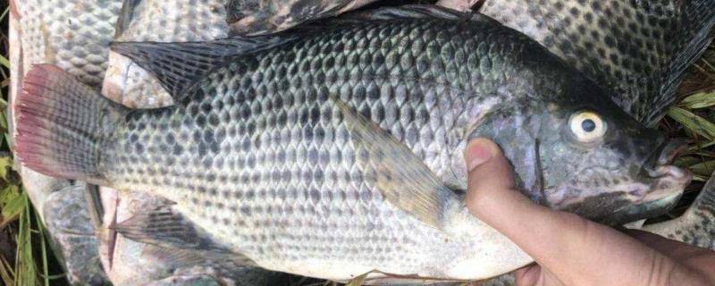 龍魚吃小魚會撐死嗎 龍魚百科 第3張 龍魚吃小魚會撐死嗎 龍魚吃小魚會撐死嗎 龍魚百科 第3張