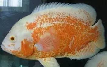 紅龍魚飼養方法和技巧大全