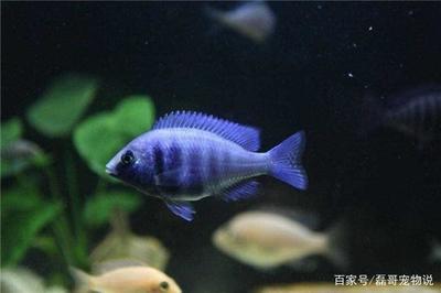 魟魚(yú)糞便硬石狀正常嗎：魟魚(yú)的糞便硬石狀正常嗎 魟魚(yú)糞便硬石狀正常嗎：魟魚(yú)的糞便硬石狀正常嗎 魟魚(yú)百科 第2張
