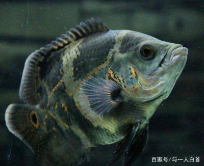 龍魚虎魚鳳魚一起寓意(龍魚和虎魚寓意) 龍魚虎魚鳳魚一起寓意(龍魚和虎魚寓意) 虎魚百科 第2張