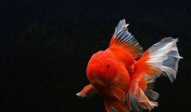 龍魚虎魚打架不吃食怎么辦(龍魚虎魚打架不吃食怎么辦呢)