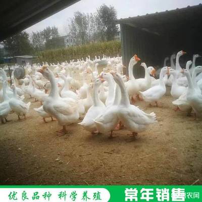 博特水泵2000流量換算功率多少(博特3000流量水泵每一檔的流量)