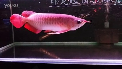 玻璃魚缸改造方案圖：玻璃魚缸改造方案