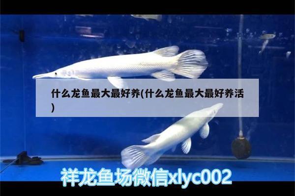 紅龍魚和虎魚混養怎么樣啊(紅龍魚和虎魚混養怎么樣啊視頻)