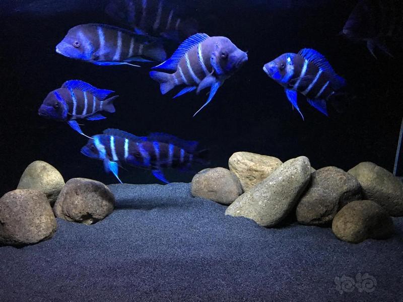 人工薩伊藍能養到多大，人工飼養的精準把控