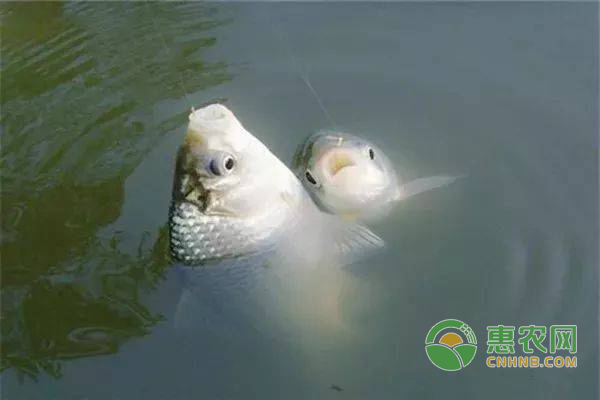 魚(yú)缸過(guò)濾器不轉(zhuǎn)了磁鐵能吸住嗎(魚(yú)缸過(guò)濾器不吸水怎么辦) 魟魚(yú)百科 第2張 魚(yú)缸過(guò)濾器不轉(zhuǎn)了磁鐵能吸住嗎(魚(yú)缸過(guò)濾器不吸水怎么辦) 魚(yú)缸過(guò)濾器不轉(zhuǎn)了磁鐵能吸住嗎(魚(yú)缸過(guò)濾器不吸水怎么辦) 魟魚(yú)百科 第2張