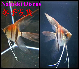 閩江魚缸上水管怎么拆下來圖解(閩江魚缸漏水了怎么辦)