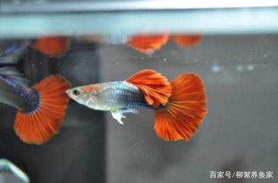 龍魚幼魚怎么養好活