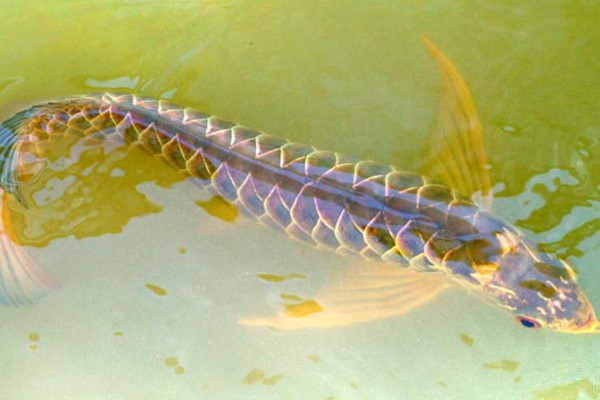 龍魚幼魚怎么養好活