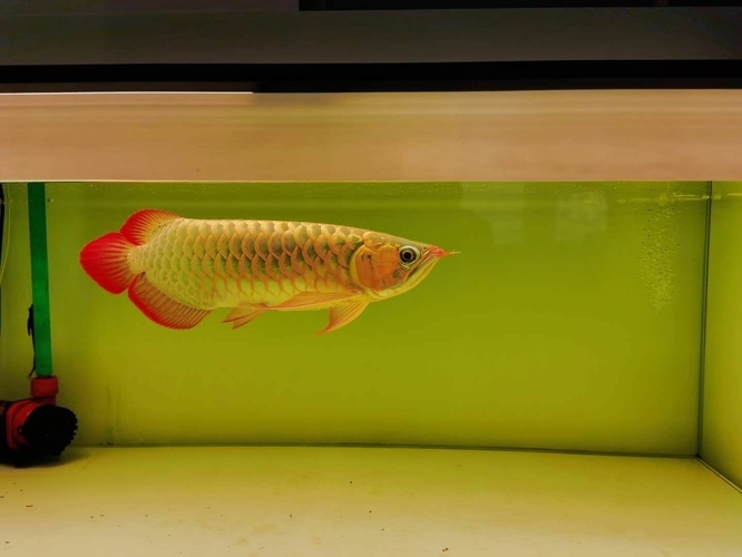 虎魚圖片及價格一一龍魚配什么魚(龍魚跟虎魚尺寸怎么搭配)