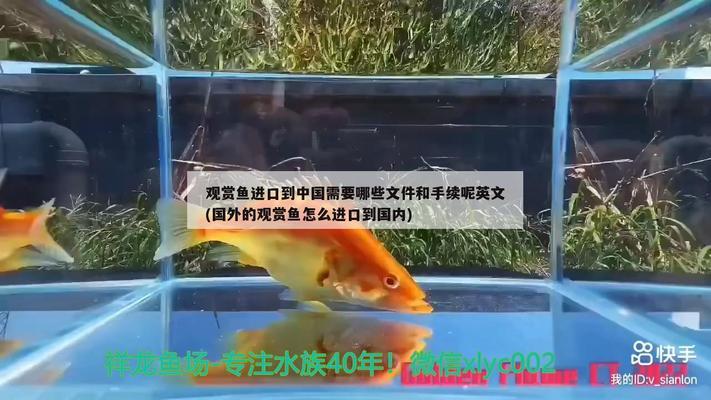 紅龍魚后三鰭不展開：紅龍魚后三鰭不展開可能是由于多種因素造成的