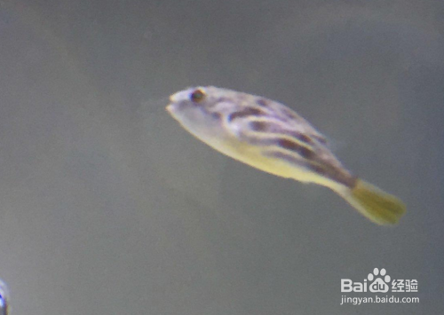 玻璃魚(yú)缸不用了可以做什么:玻璃魚(yú)缸不用了可以做什么處理方式和小技巧和小技巧 魚(yú)缸百科 第1張 玻璃魚(yú)缸不用了可以做什么:玻璃魚(yú)缸不用了可以做什么處理方式和小技巧和小技巧 玻璃魚(yú)缸不用了可以做什么:玻璃魚(yú)缸不用了可以做什么處理方式和小技巧和小技巧 魚(yú)缸百科 第1張