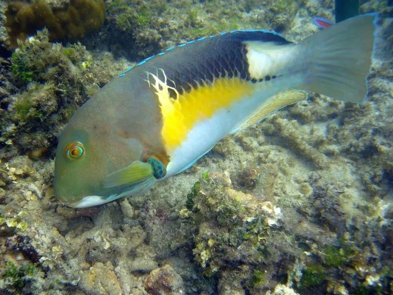 豬齒魚敲擊貝殼的具體過程，動物科普#豬齒魚敲擊貝殼的過程展現出獨特的智慧與技巧