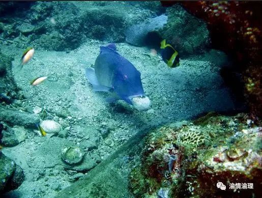 豬齒魚敲擊貝殼的具體過程，動物科普#豬齒魚敲擊貝殼的過程展現出獨特的智慧與技巧