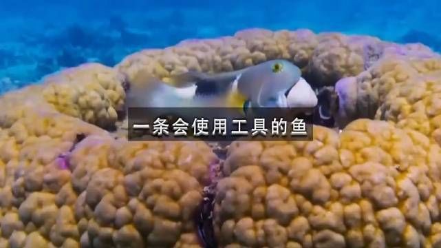 豬齒魚敲擊貝殼的具體過程，動物科普#豬齒魚敲擊貝殼的過程展現出獨特的智慧與技巧