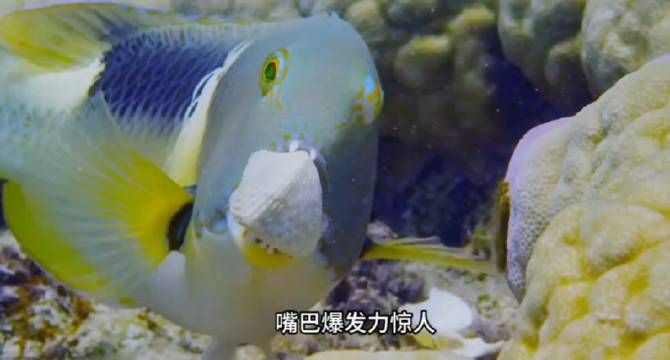 豬齒魚敲擊貝殼的具體過程，動物科普#豬齒魚敲擊貝殼的過程展現出獨特的智慧與技巧