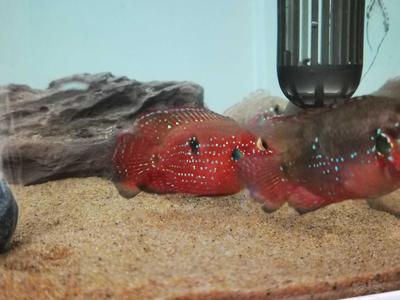 金龍魚漂亮還是紅龍魚漂漂亮：金龍魚和紅龍魚哪個更漂亮