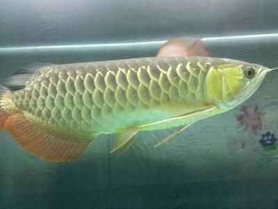 博特拉大學(xué)教育學(xué)院(博特拉大學(xué)教育學(xué)院位置)
