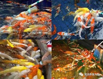 銀龍魚趴在缸底不動怎么回事兒(銀龍魚趴在缸底不動怎么回事兒)