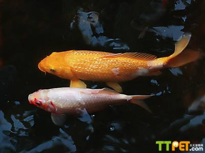 虎魚眼睛有一個白點是什么：虎魚眼睛上有一個白點是什么？ 虎魚眼睛有一個白點是什么：虎魚眼睛上有一個白點是什么？ 虎魚百科 第1張
