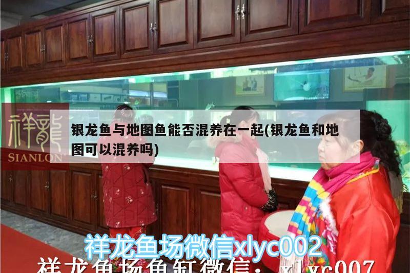 銀龍魚與地圖魚能否混養(yǎng)在一起(銀龍魚和地圖可以混養(yǎng)嗎) 銀龍魚與地圖魚能否混養(yǎng)在一起(銀龍魚和地圖可以混養(yǎng)嗎) 銀龍魚百科