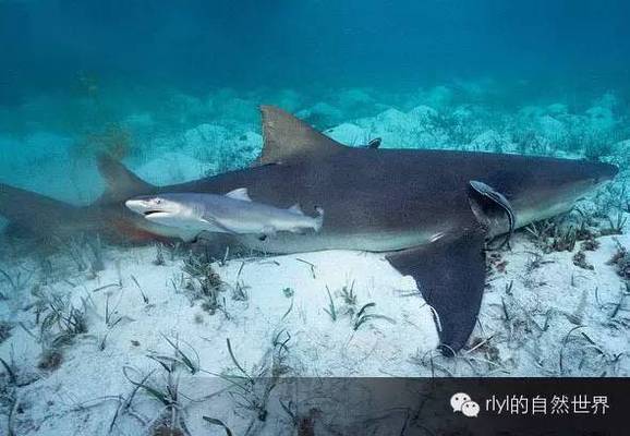 魚缸銀龍魚能長多大(魚缸養(yǎng)銀龍魚能長多大)