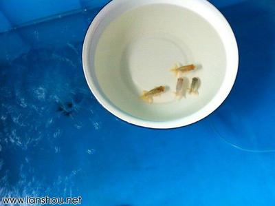 龍魚虎魚水溫多少適合養大(龍魚虎魚最佳溫度)