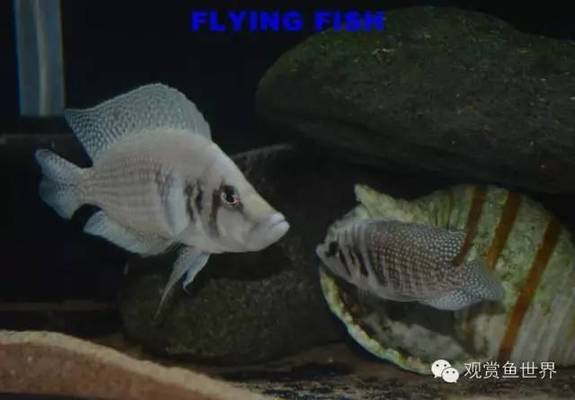 虎魚和龍魚混養好不好呢(虎魚和龍魚能混養嗎)