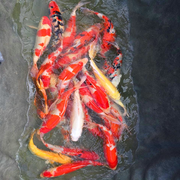 龍魚和虎魚混養(yǎng)怎么喂食好呢(小虎魚可以和龍魚一起混養(yǎng)嗎)